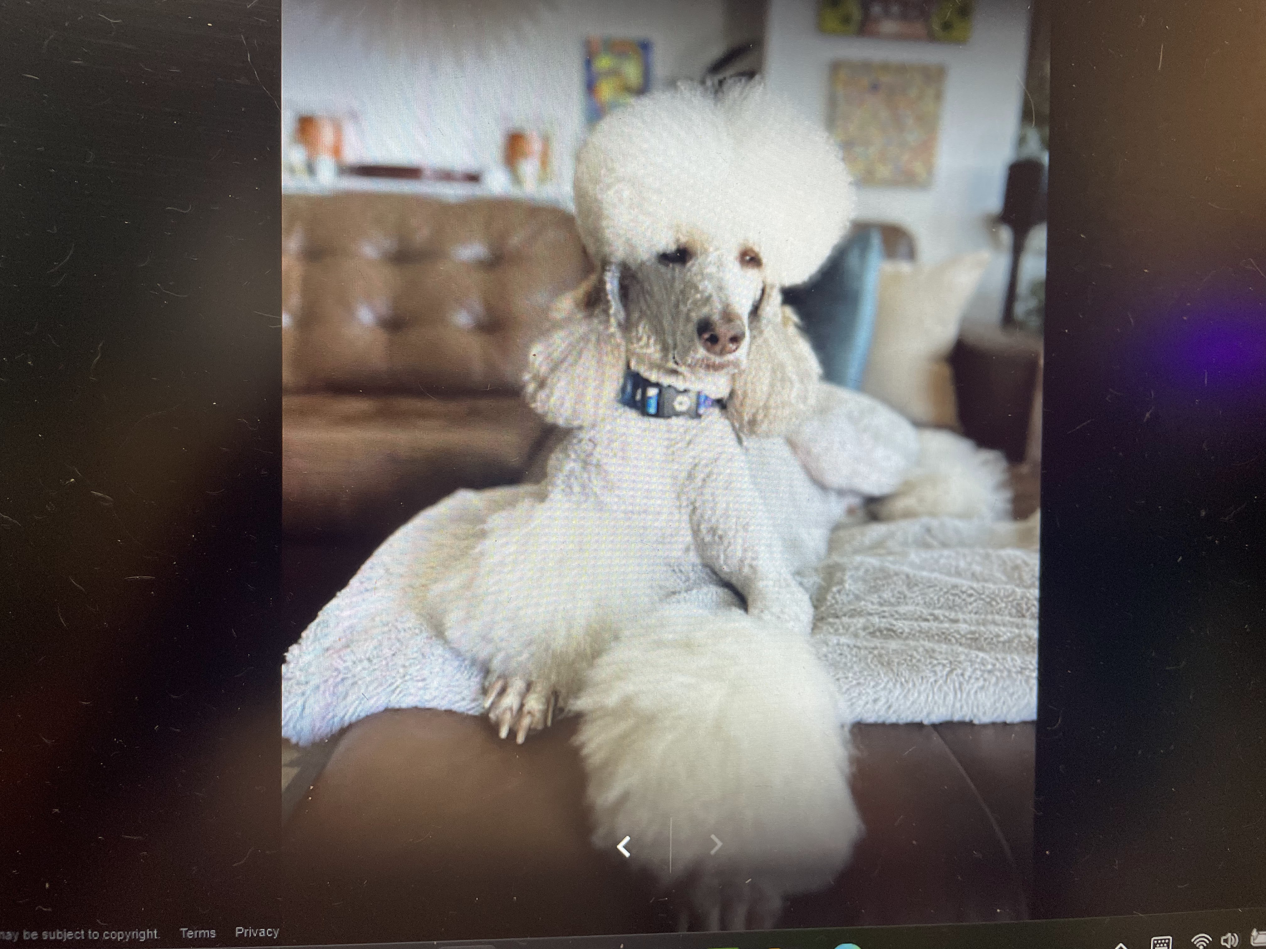 A fluffy white poodle with a sculpted topknot and a blue collar sits elegantly on a brown leather sofa, looking directly at the camera. The poodle's fur is groomed into a distinct style, with voluminous curls on its head and fluffy pom-poms on its legs. The background shows a living room setting with artwork on the wall and a throw blanket on the sofa. The lighting is soft, highlighting the poodle's features and the textures of the furniture.
