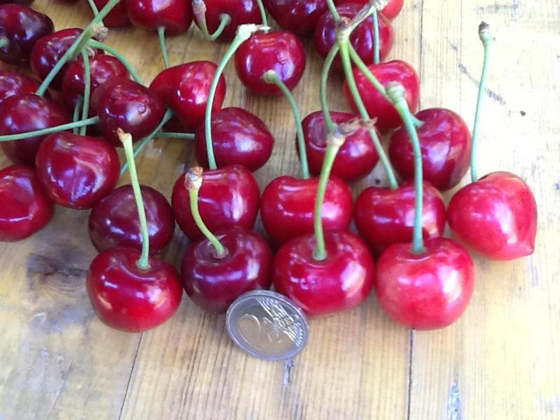 Images Kattura Servizio di Disinfestazione e Derattizzazione