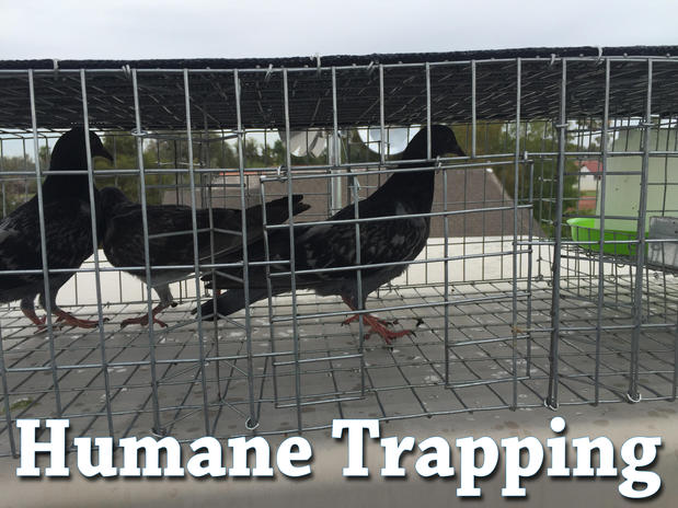 Images Pigeon Control Phoenix