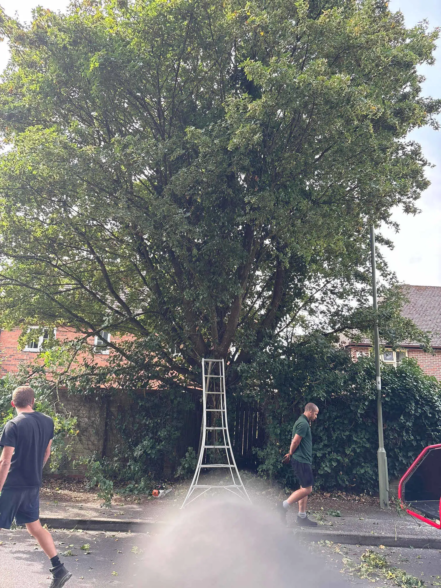 Images Arborist Tree Surgeons