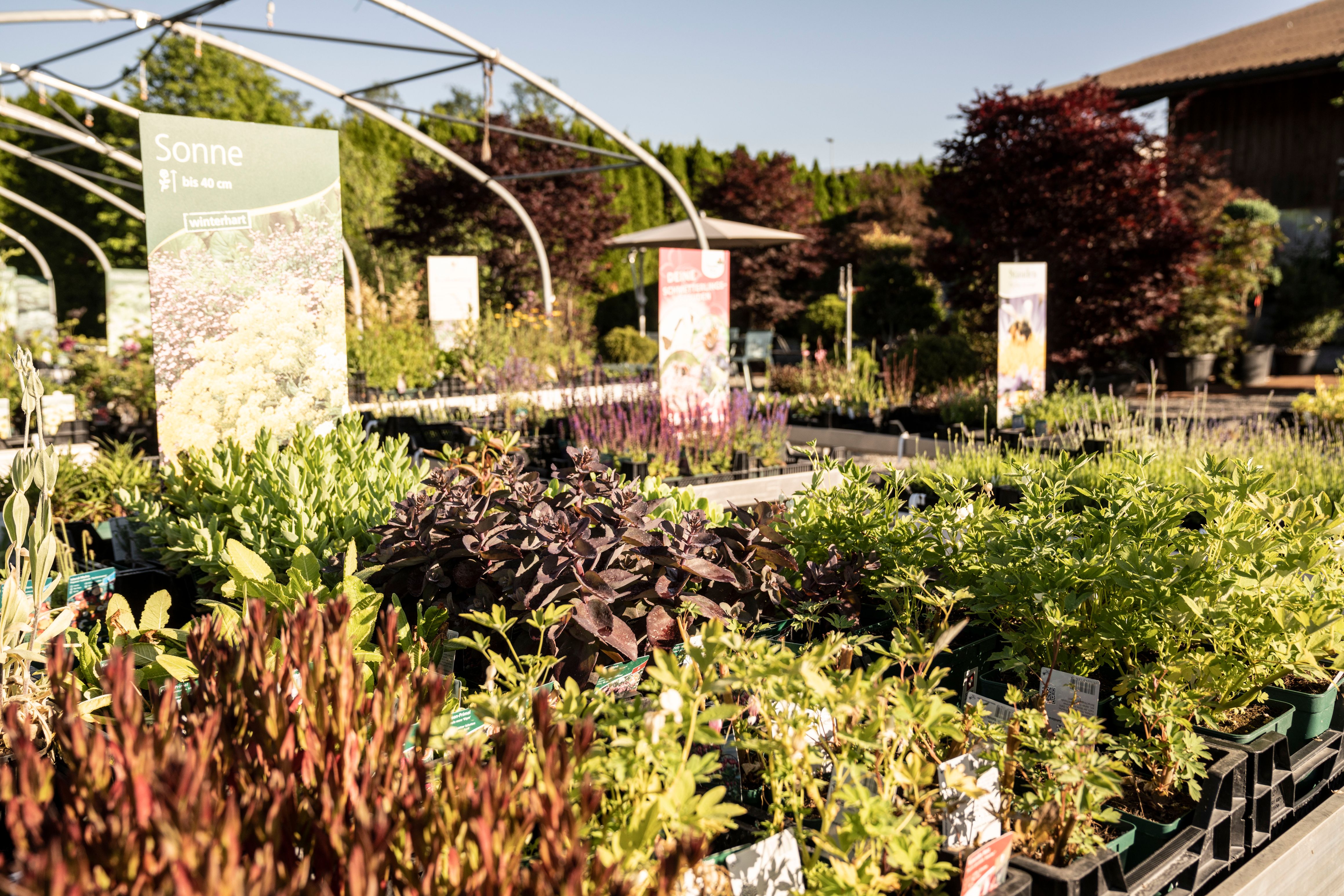 Bilder wüthrich pflanzen ag