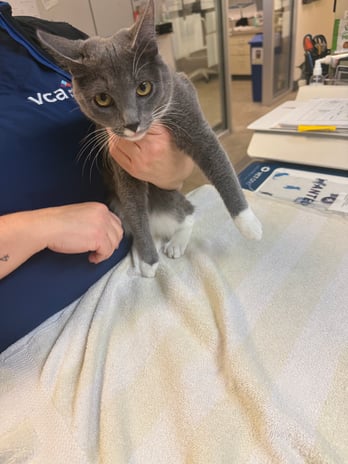 Images VCA Southeast Portland Animal Hospital