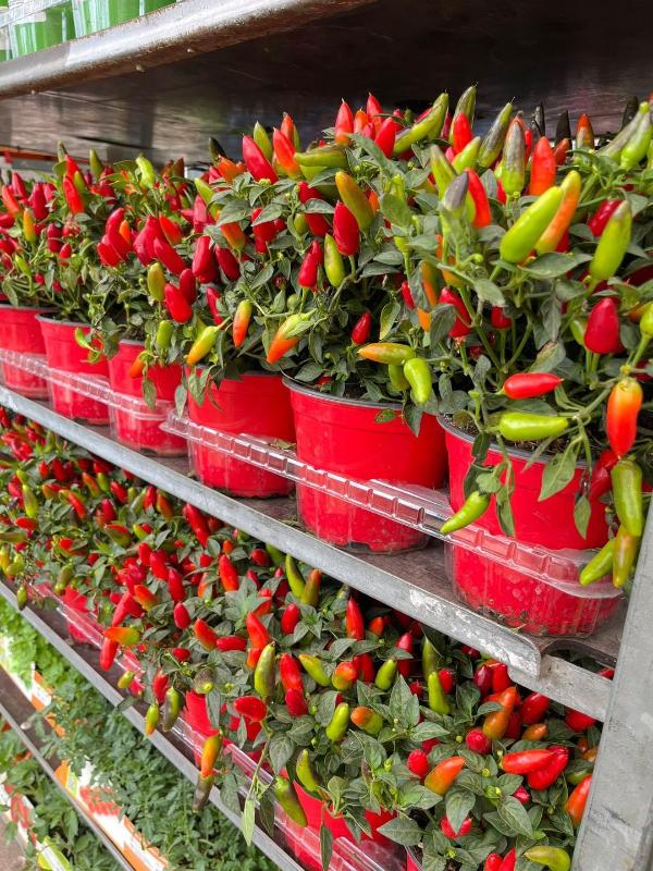 Images Piante Macri'