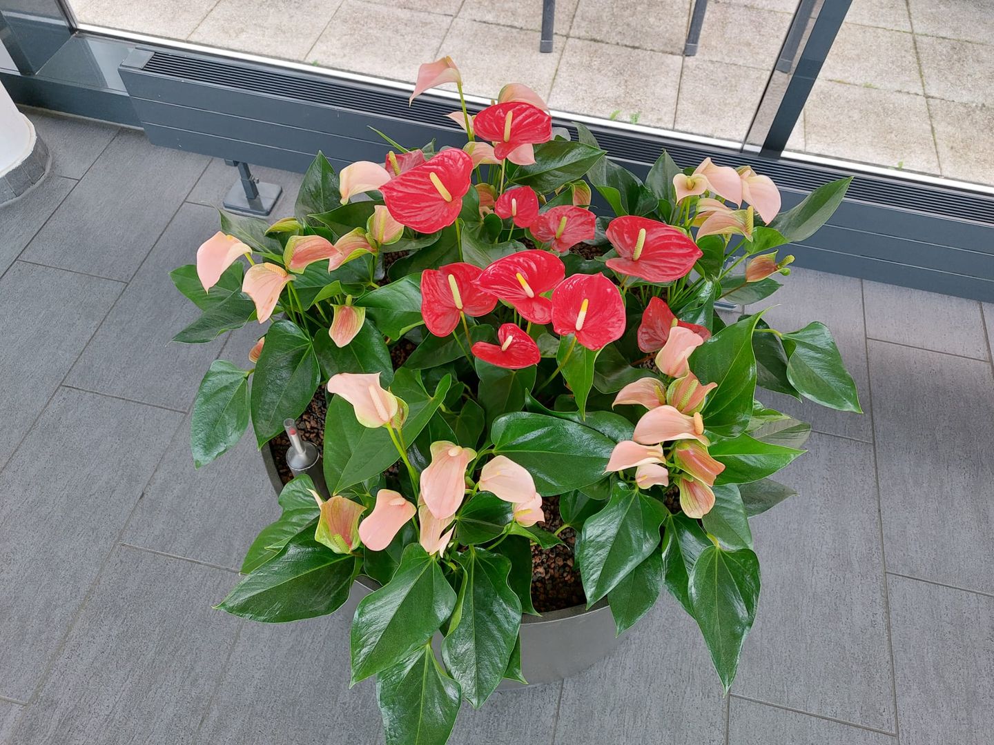 Grün im Raum Susanne Werner, An der Hohle 14 in Plauen