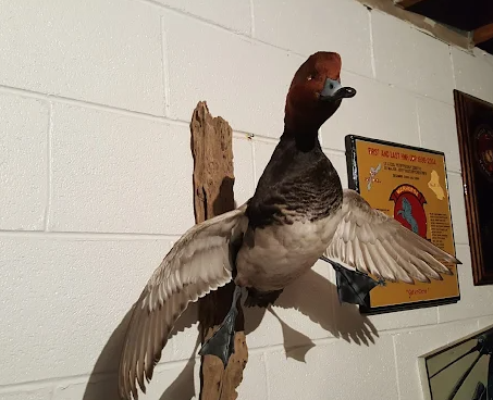 Images Central Flyway Taxidermy