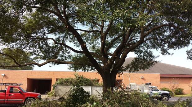 Images TNT Tree Service