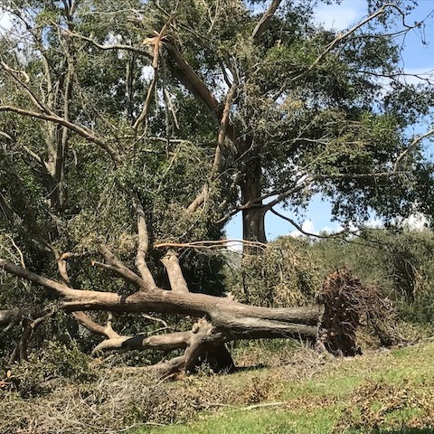 Aardvark Tree Services, LLC Photo