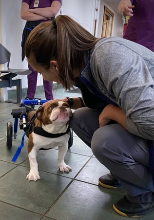 Images VCA Sawmill Animal Hospital