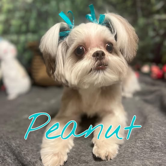 A close-up of a Shih Tzu dog named Peanut, adorned with two teal bows on its head, rests on a gray blanket. The background is a blurred green and brown forest scene with some pink flowers on the right. The word "Peanut" is written in a teal script across the bottom of the image.