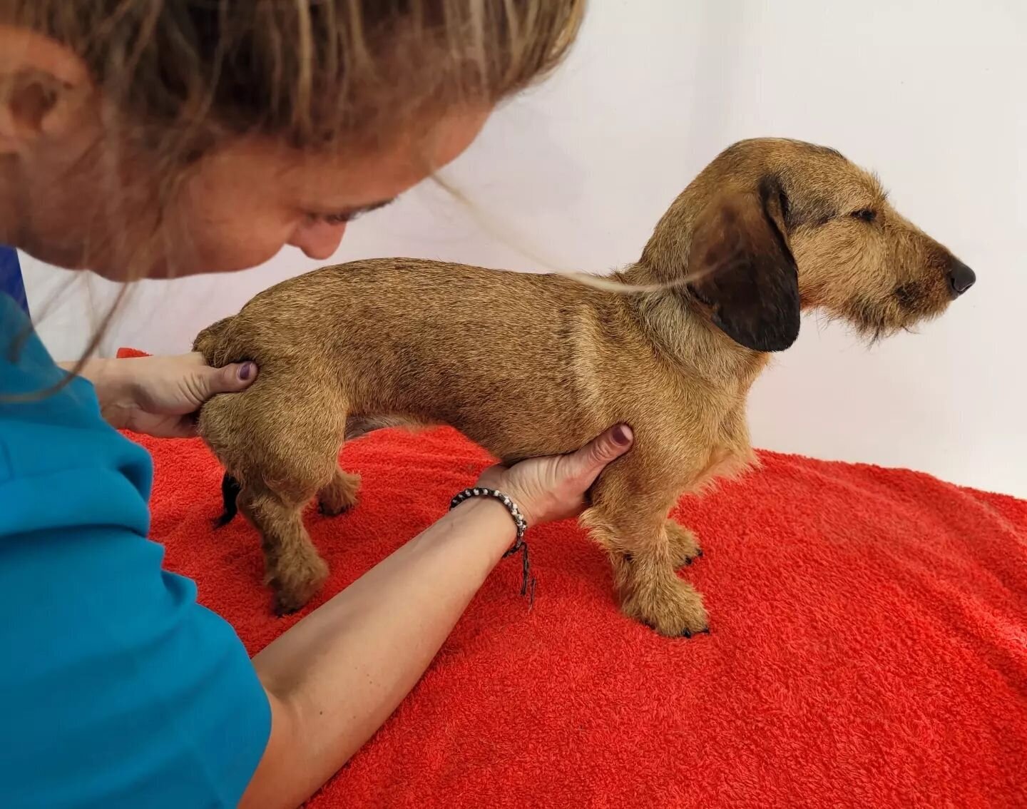 Images The Black Poodle Groom & Care S.L.