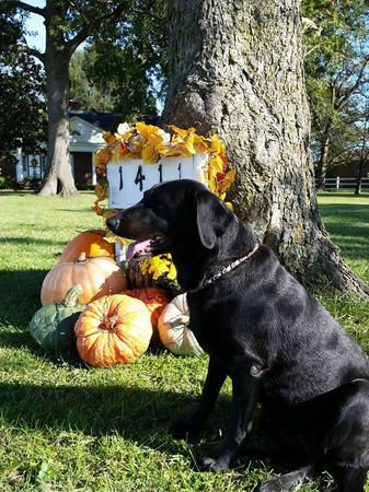 Images Happy Tails Groom & Board