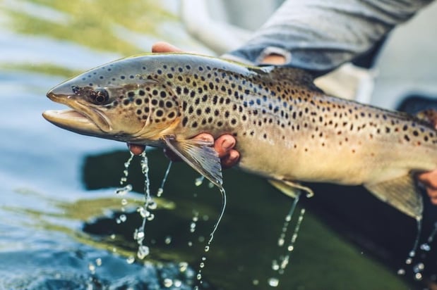 Images Trophy Water Guide Service