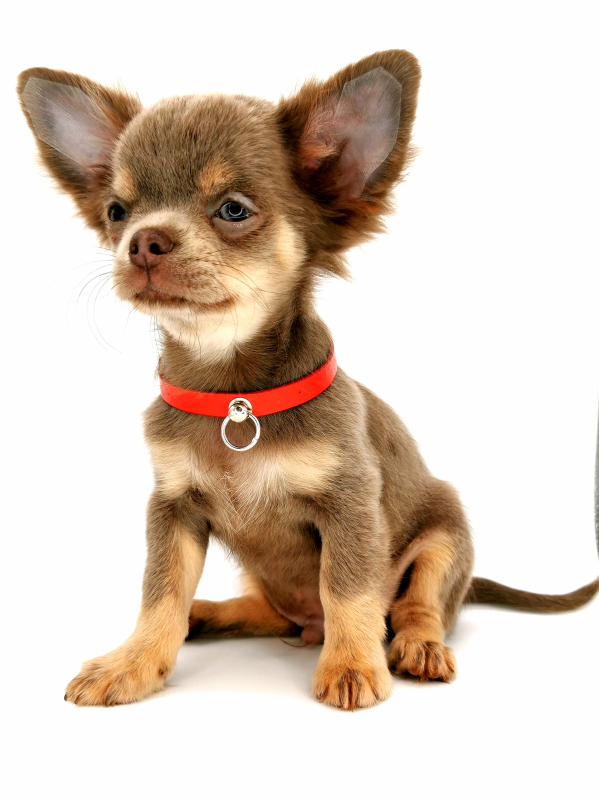 Images Allevamento Chihuahua Maksivon Lombardia