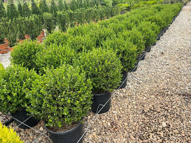 Images Piante Macri'