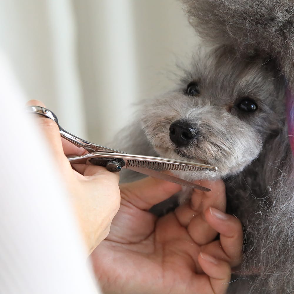 Images わんわんスタイルANNE