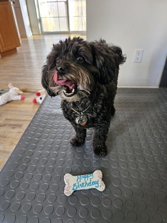 Images ABC's of Dog Training