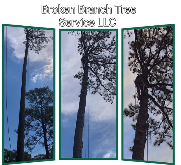 Images Broken Branch Tree Service LLC