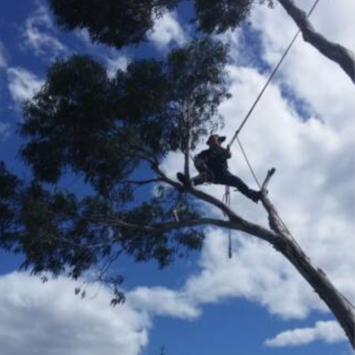 Images Tree Way Is The Right Way