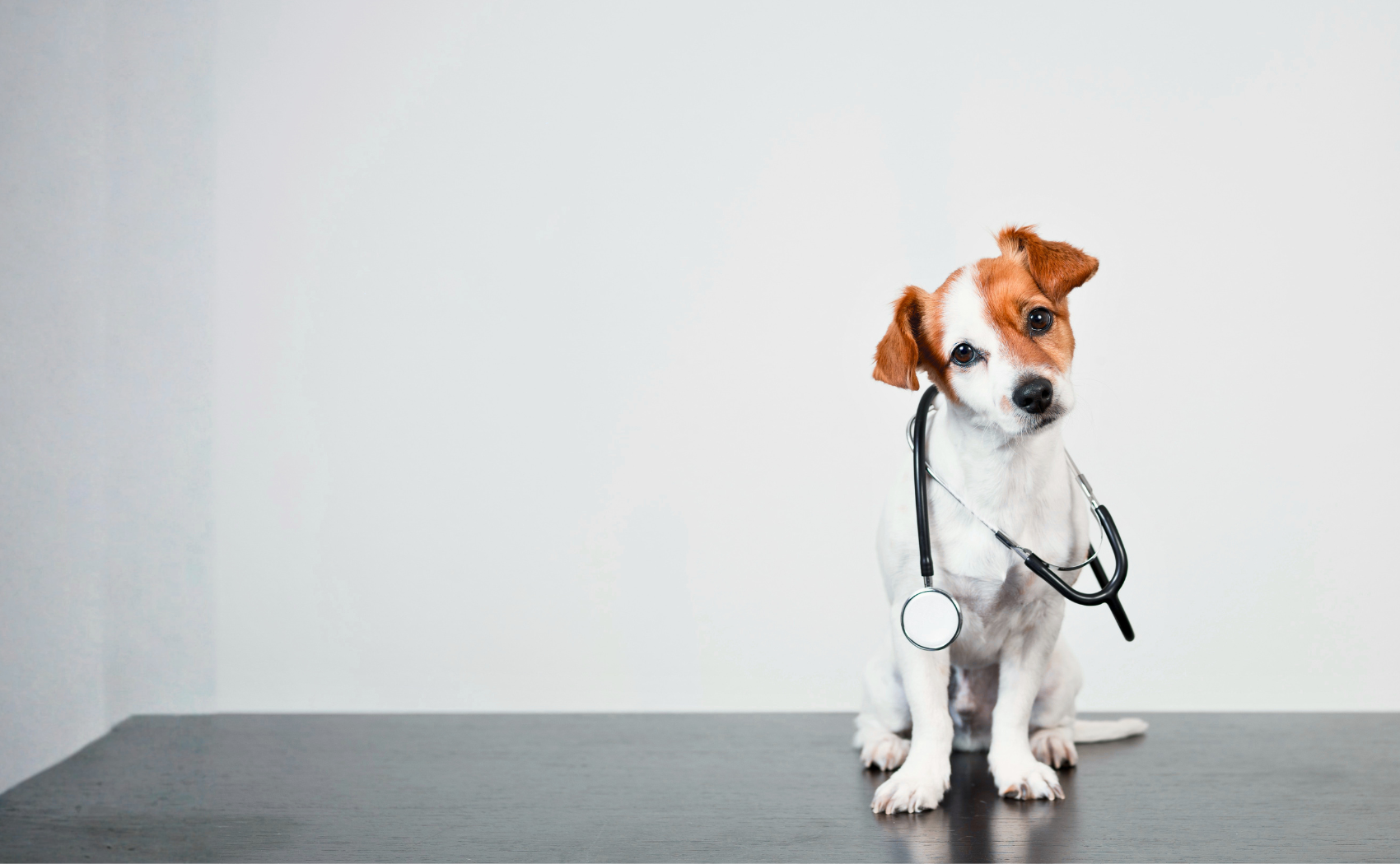 Kabarga veterinarijos gydykla-vaistinė Jonavoje
