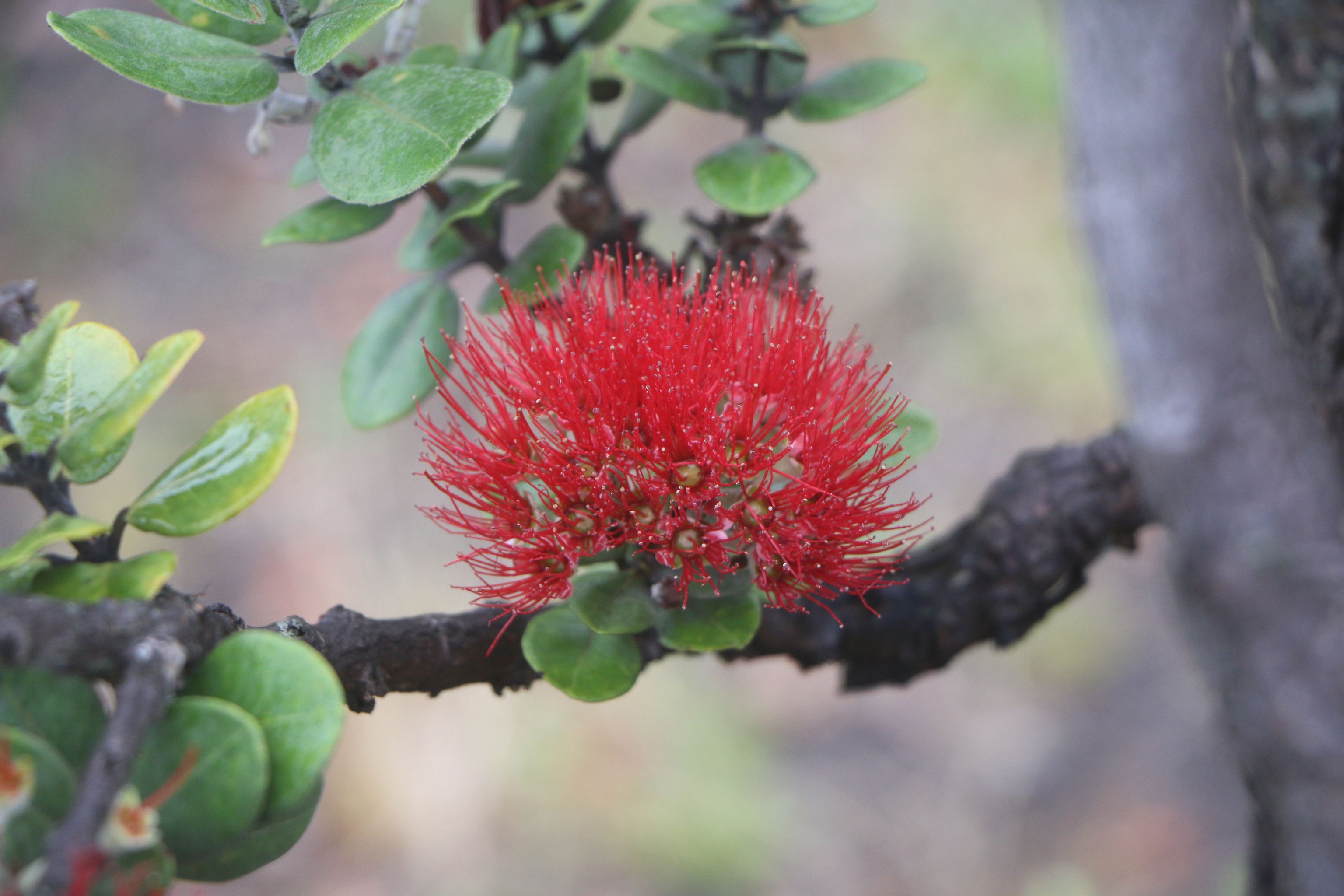 Bilder Centro ROSSOVULCANO - Lorenza Manetti