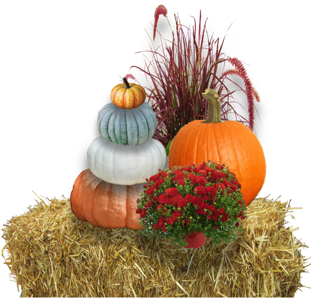 Nolt's Garden Center in Lebanon, 1555 Colebrook Rd. Nurseries