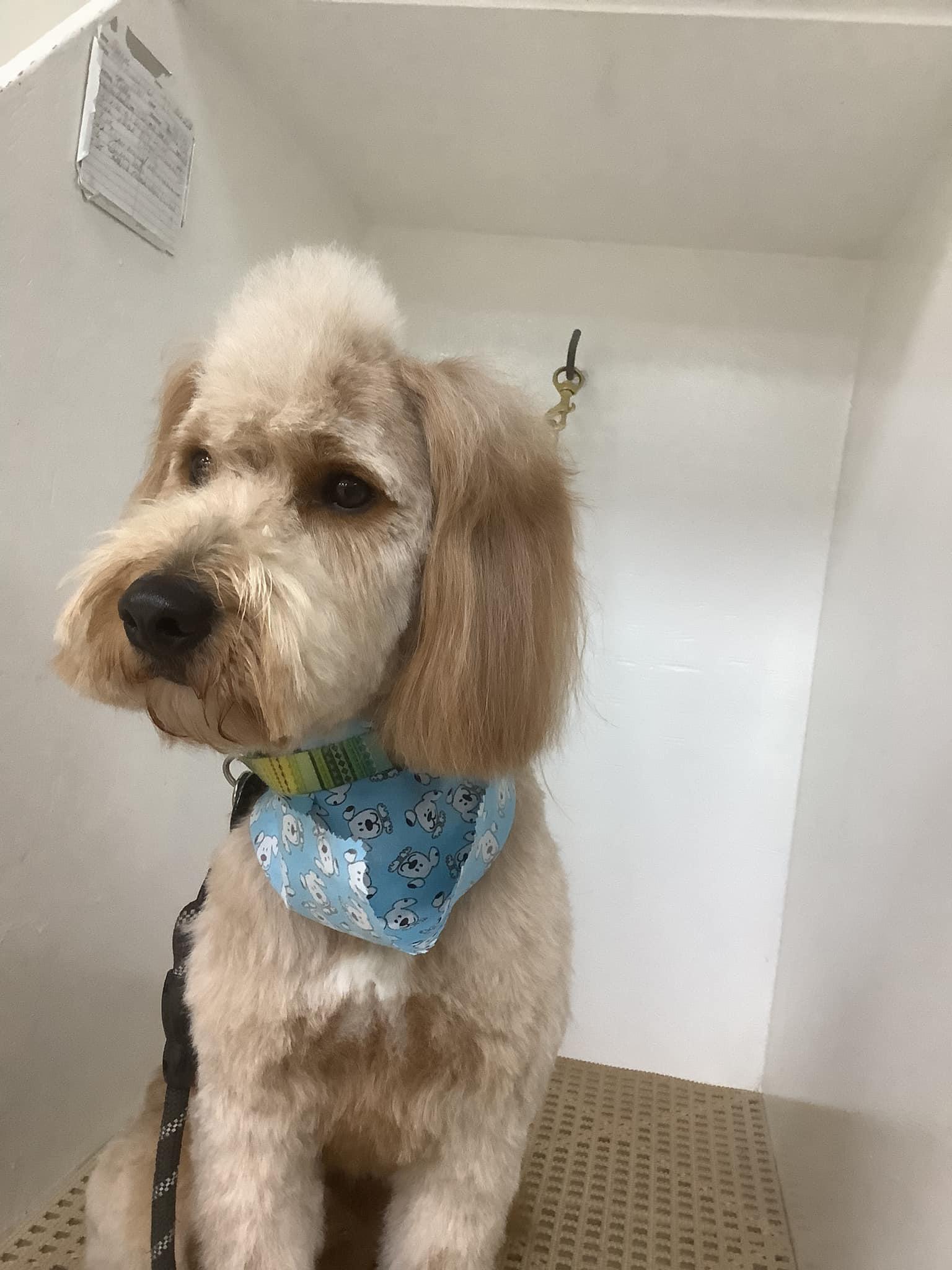 Pat's Pedigree & Pet Grooming