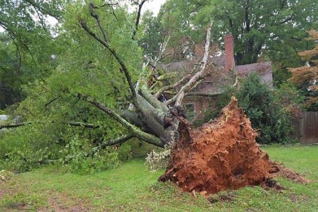 Images Rocky's Tree Service