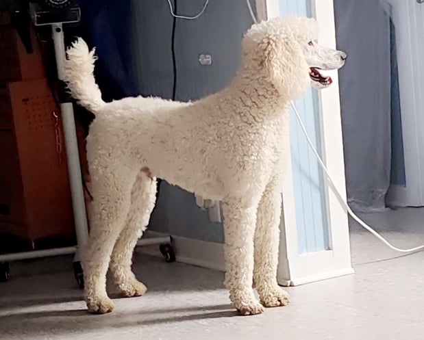 Images Dragonfly Dog Grooming LLC