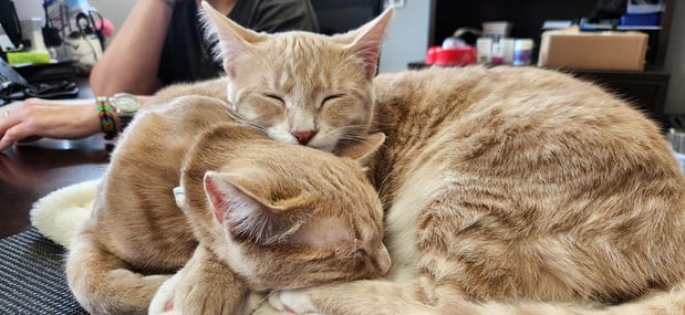 Images VCA Preston Park Animal Hospital