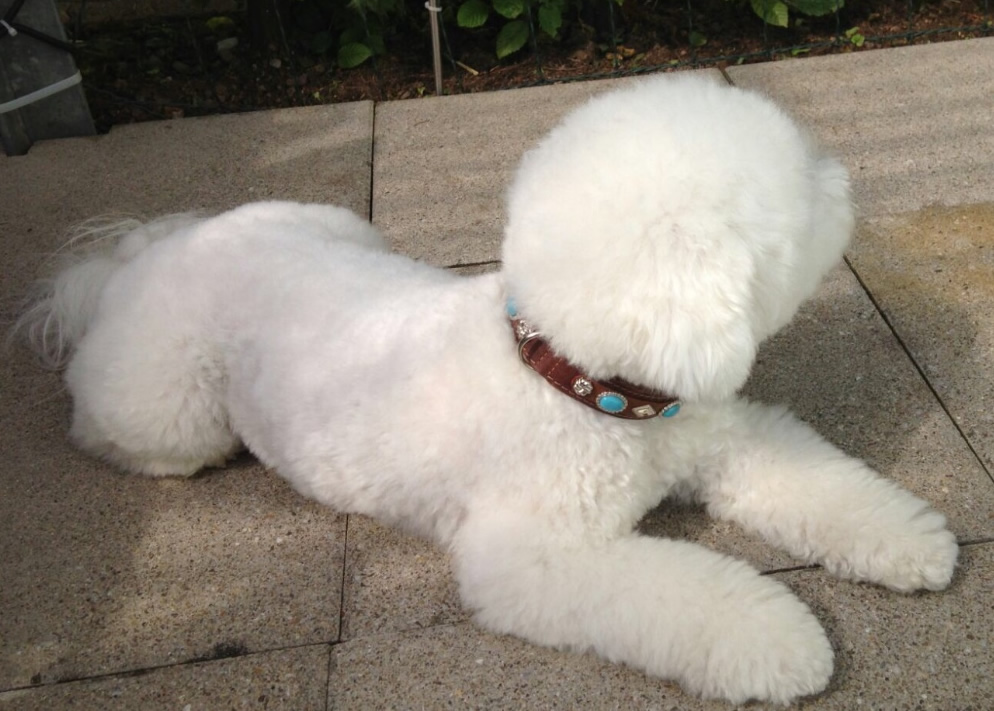 Dog & More, Regensbergstr. 139 in Zürich