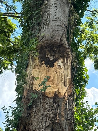 Images Tree Masters of Tennessee