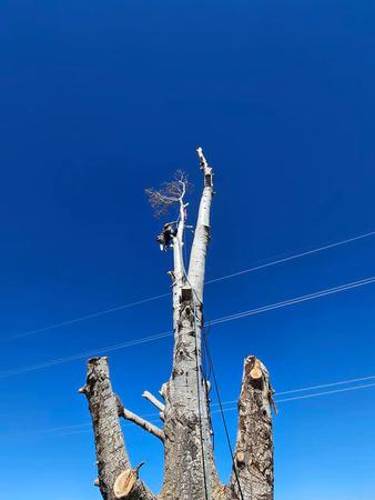 Images H & S Tree Care