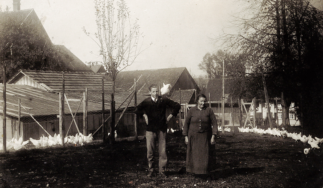 Bilder Soller Junghennen AG