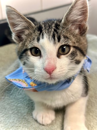 Images VCA Peone Pines Animal Hospital