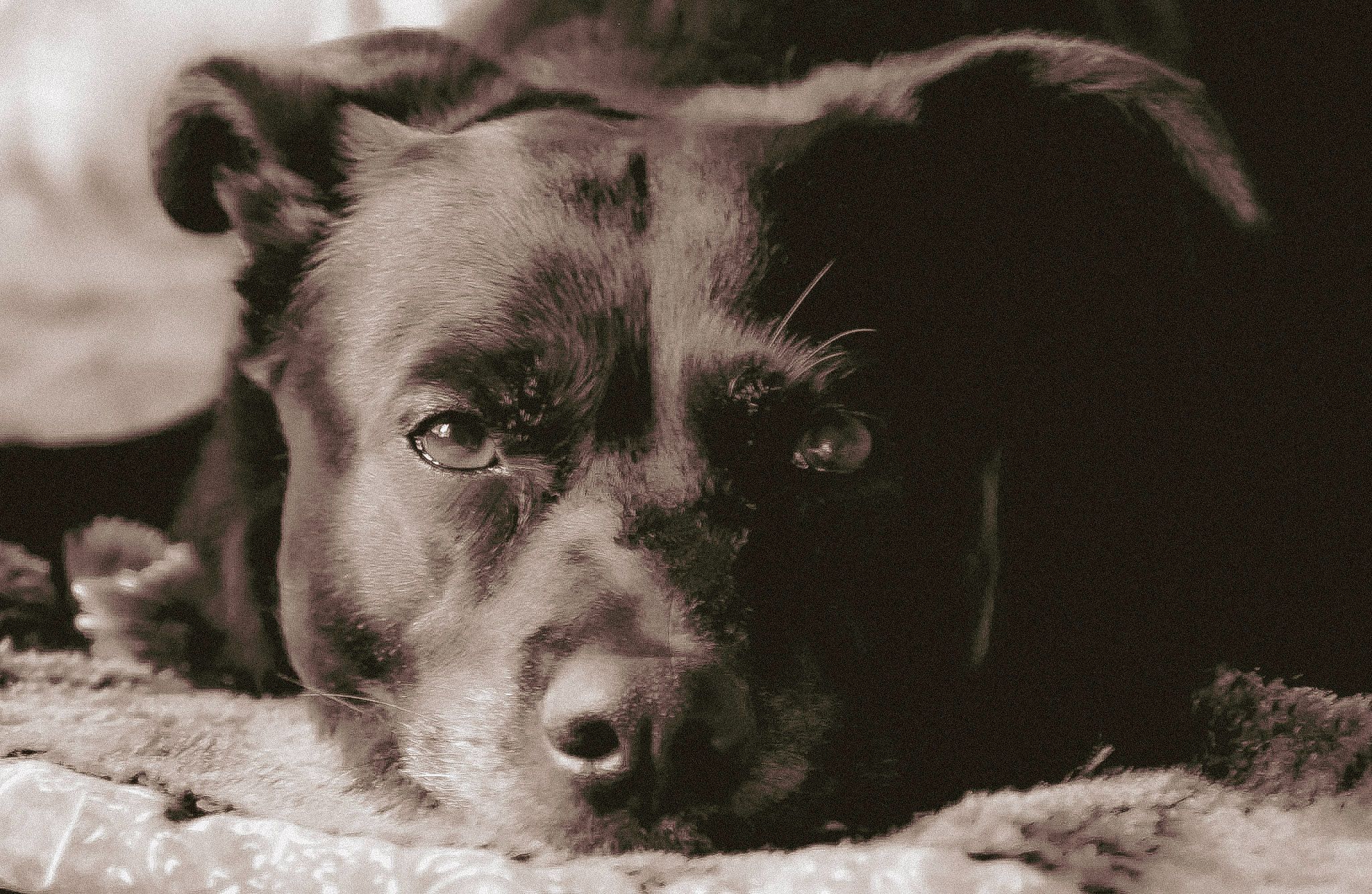 Lenny's Lerntreff - Die freundliche Hundeschule mit Herz in Bad Sobernheim