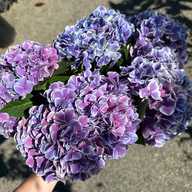 Images Deep Roots Garden Center