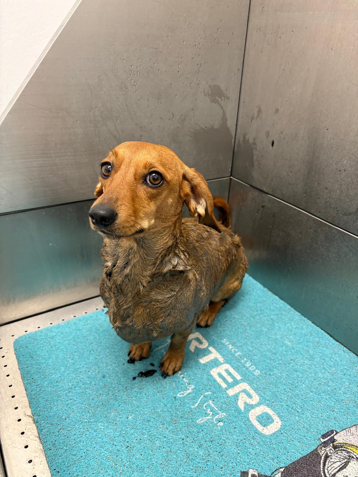 Bild 2 von Beauty-Dogs