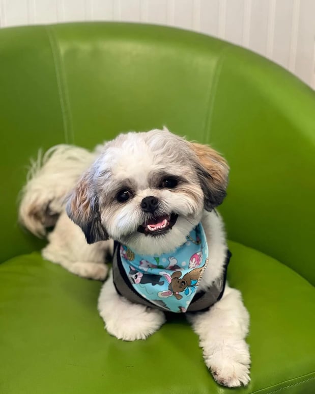 Images Pamper Your Pet