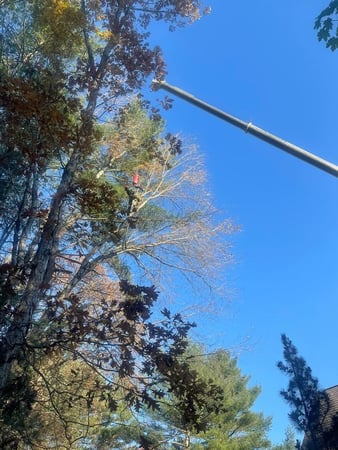Images JAE Tree Service