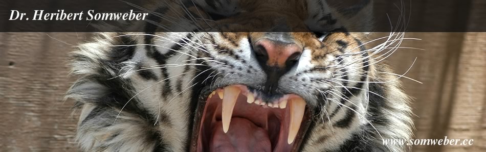 Dr. med. univ. Heribert Somweber FA. f. Zahn-, Mund- u. Kieferheilkunde, Gewerbegebiet 2 in Höfen