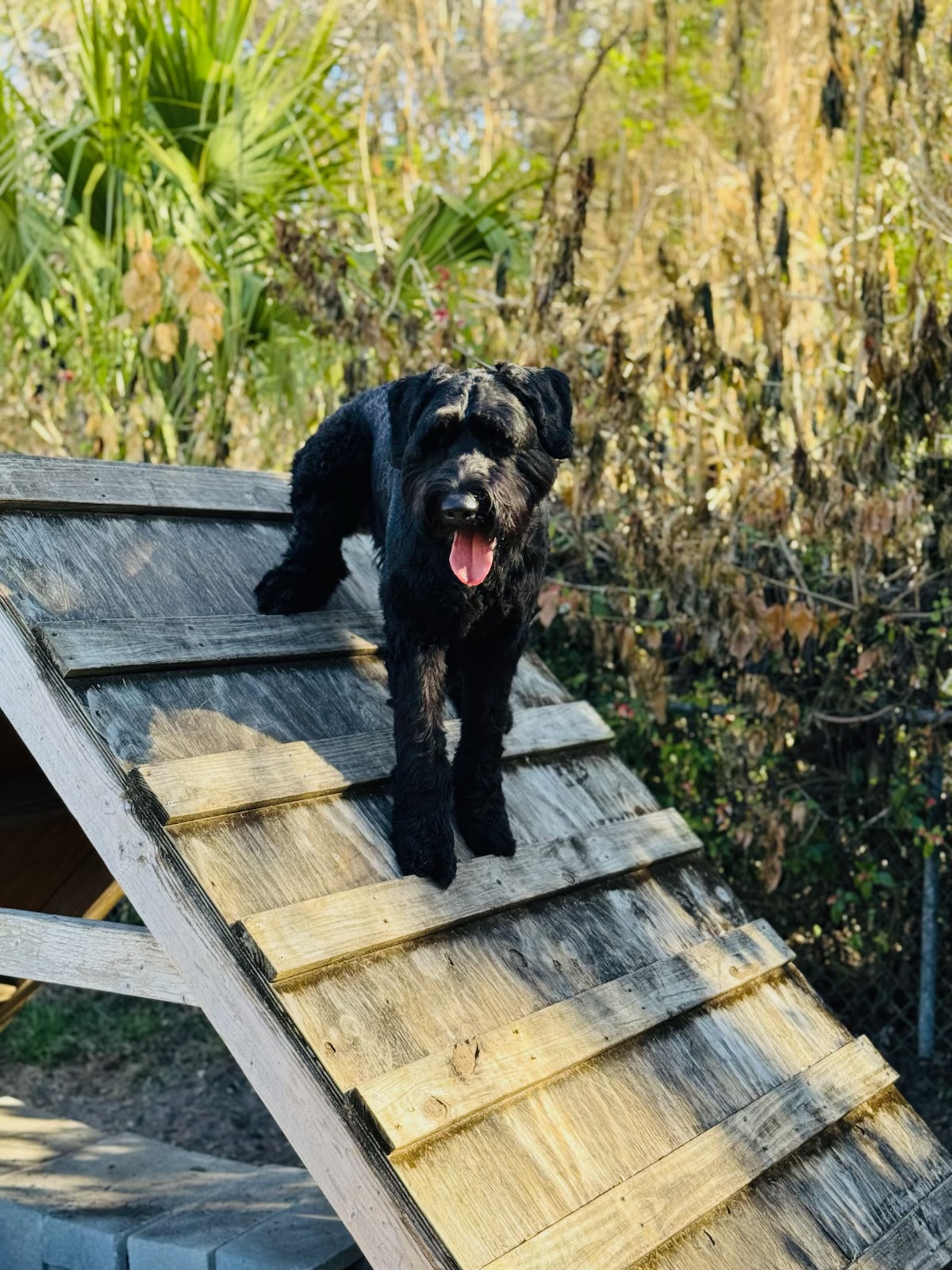 Russell's K9 Academy Image