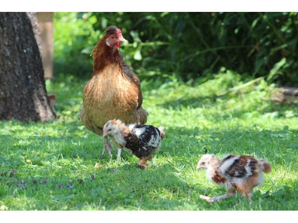 Ferienwohnungen Mooshof, Moosweg 2 in Lermoos