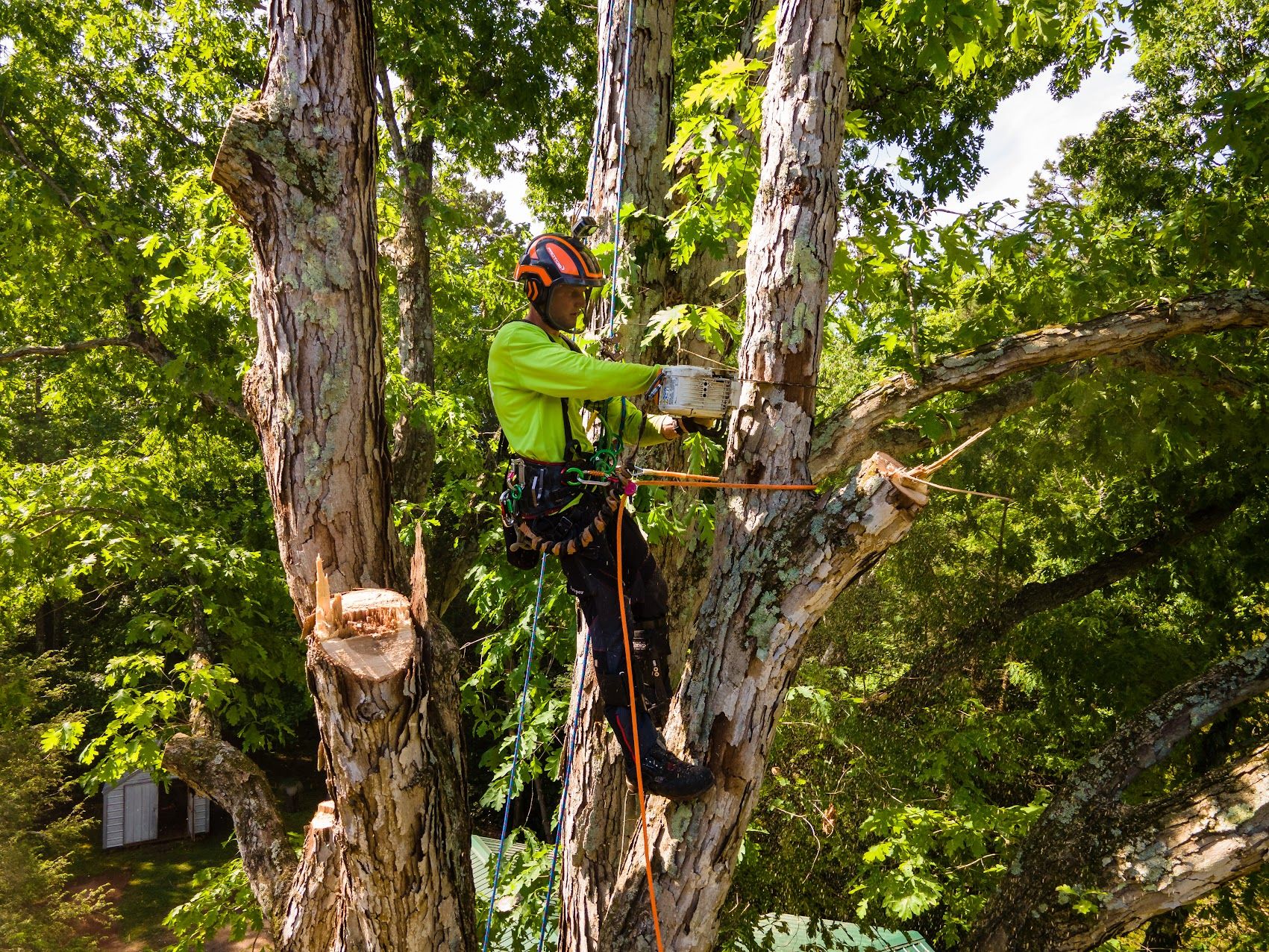 Professional arborist wearing safety gear climbs a tree using ropes while cutting branches with a chainsaw, surrounded by dense green foliage, demonstrating controlled tree trimming and maintenance work in outdoor environment.