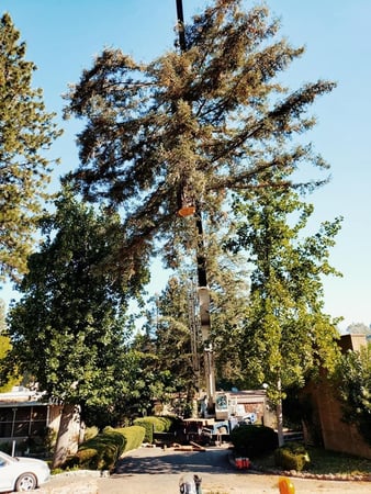 Images Am/Pm Tree Service, Inc.