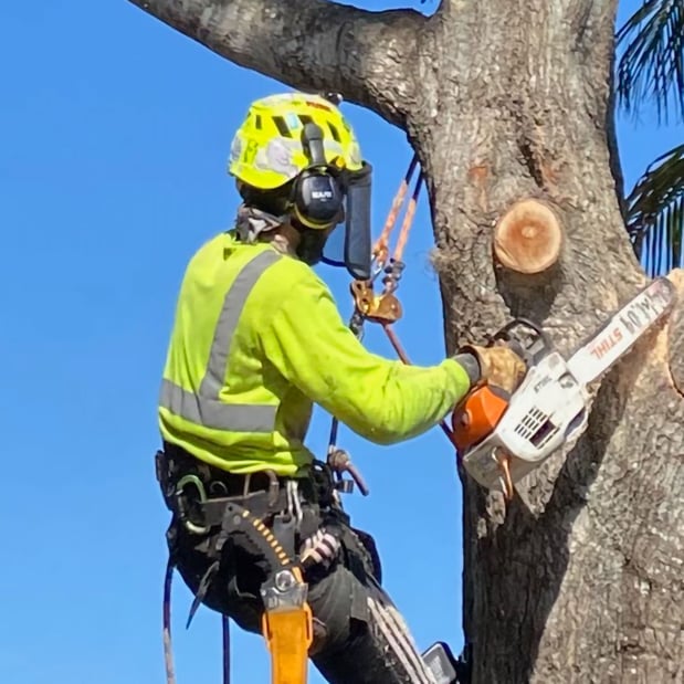 Images Affordable Tree Service Inc. - Tree Service Miami