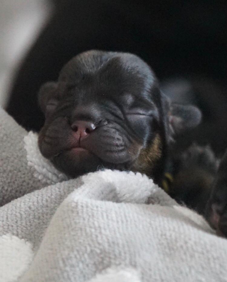 Bullys vom Regental, Benzstr. 8 in Regenstauf