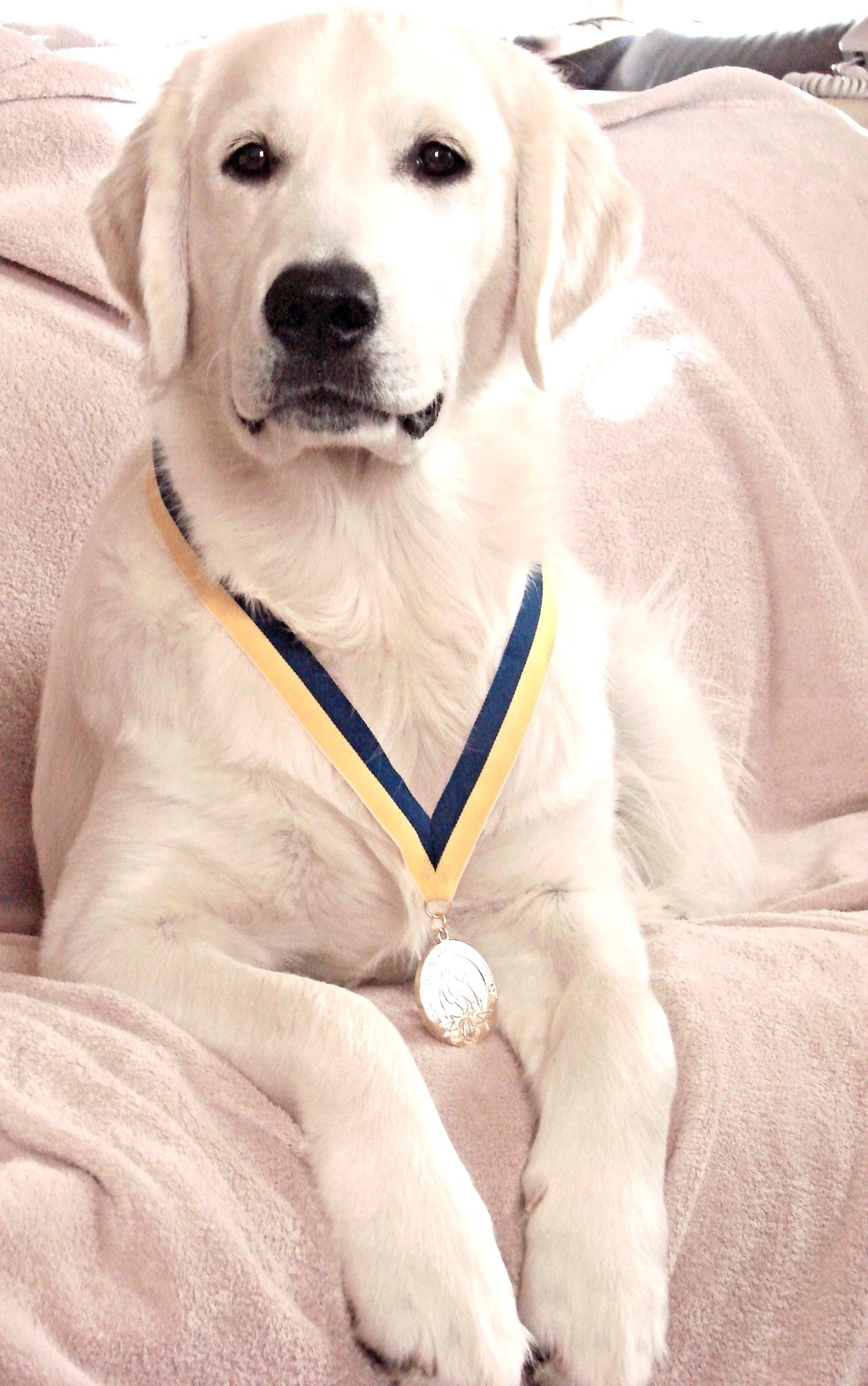 Group Class Canine Good Citizen Prep Evolutionary Dog Training