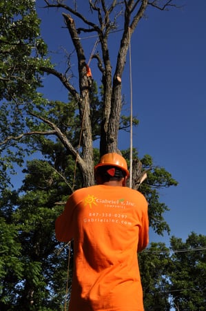 Images Gabriel's Tree Care Company Inc