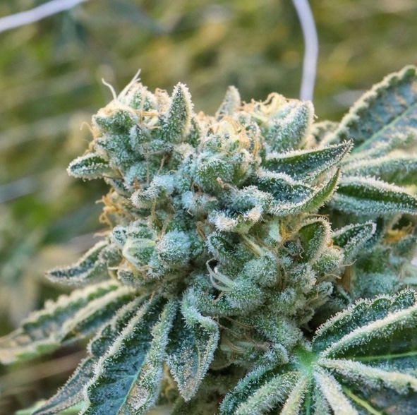 Images NM Brief Relief: Medical Marijuana Cards & CBD Products