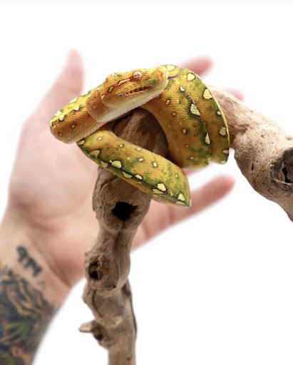 Images Cold Blooded Kingdom